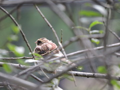 Emberiza elegans