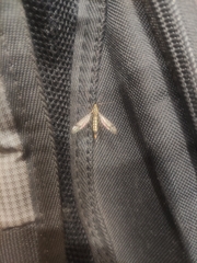 Nephrotoma appendiculata