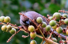 Colius striatus minor
