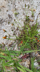 Scorzoneroides autumnalis