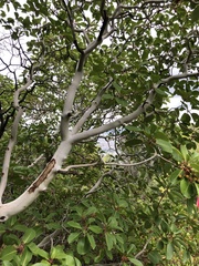 Arbutus andrachne