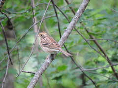 Emberiza elegans