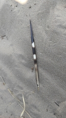 Hystrix africaeaustralis