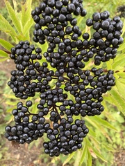 Sambucus ebulus
