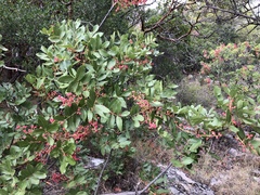 Pistacia terebinthus
