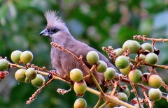 Colius striatus minor