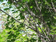 Aegithalos caudatus