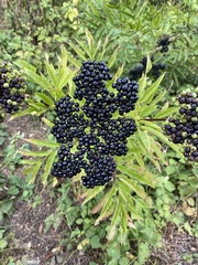 Sambucus ebulus