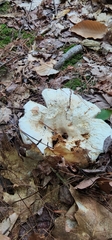 Russula brevipes