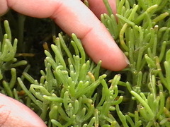 Suaeda albescens