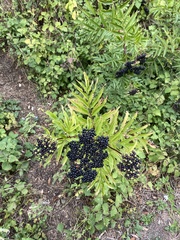 Sambucus ebulus