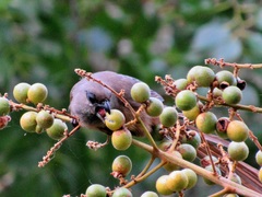 Colius striatus minor