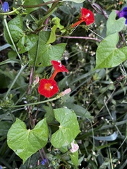 Ipomoea hederifolia