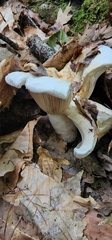 Russula brevipes