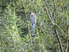 Cyanopica cyanus