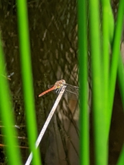 Sympetrum striolatum