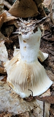 Russula brevipes