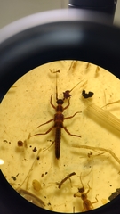 Plecoptera