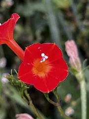 Ipomoea hederifolia