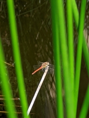 Sympetrum striolatum
