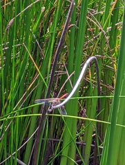 Sympetrum striolatum