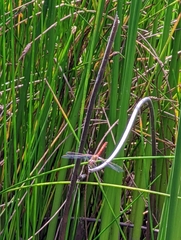 Sympetrum striolatum
