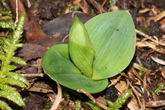 Chiloglottis valida