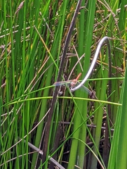 Sympetrum striolatum