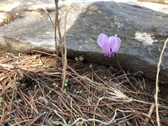 Cyclamen graecum