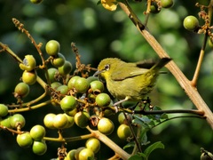 Zosterops virens virens