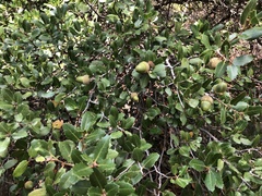 Quercus coccifera