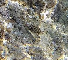Symphodus roissali