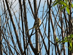 Carpodacus sibiricus