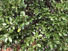 Quercus coccifera