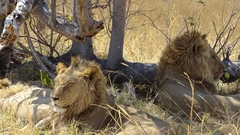 Panthera leo melanochaita
