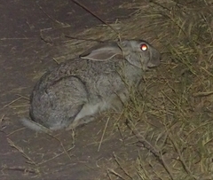 Lepus