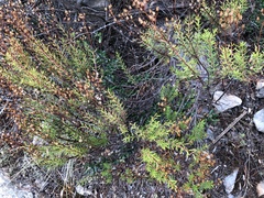 Hypericum empetrifolium