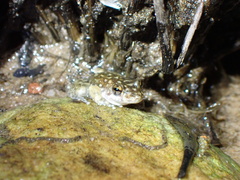 Litoria meiriana