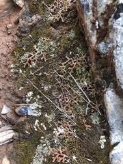 Selaginella denticulata