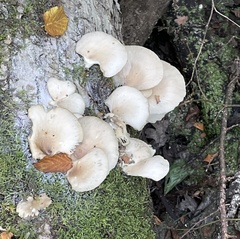 Pleurotus pulmonarius