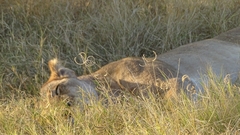 Panthera leo melanochaita