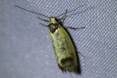 Heteroteucha dichroella