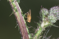 Xyphosia miliaria