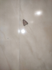 Hypsopygia glaucinalis