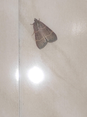 Hypsopygia glaucinalis