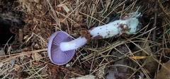 Cortinarius iodes