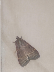 Hypsopygia glaucinalis