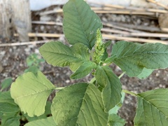 Amaranthus retroflexus