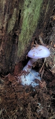Cortinarius iodes