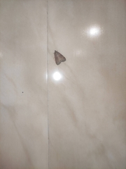 Hypsopygia glaucinalis